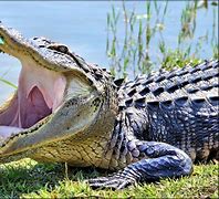 Image result for Terrestrial Crocodile