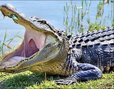 Image result for Alligator Reptile