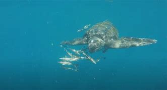 Leatherback Turtle 的图像结果