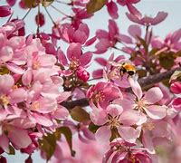 Image result for Flowering Crabapple Blossoms