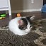Image result for Loafing Fluffy Kitty