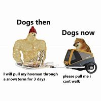 Image result for Dogs Then Vs. Now Meme