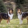 Image result for English Collie