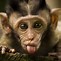 Image result for Goofy Baby Monkey