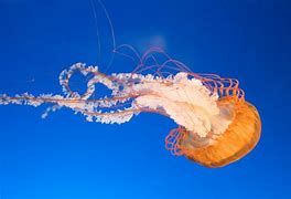 Image result for Bell Jellyfish