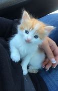 Image result for Orange and White Cat