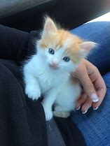 Image result for Orange and White Cat Kitten
