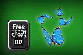 Image result for Blue Butterfly Greenscreen