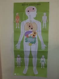 Image result for Life-Size Human Body Printable