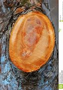 Image result for Well Pruned Apple Tree