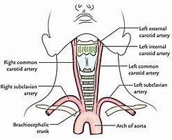 Image result for Common Carotid Artery