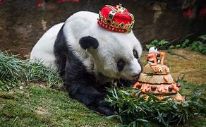Image result for Ancient Panda
