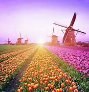 Image result for Holland Tulip Fields with Windmill