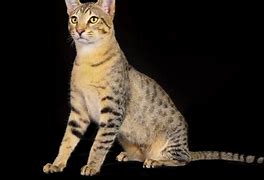 Image result for Egyptian Cat Facts