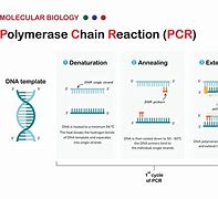 Image result for PCR Process