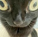 Image result for Cracked Out Cat Photos
