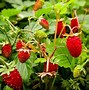 Image result for Strawberry Fruit Branch