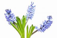 Image result for Hyacinth Flower Pronunciat