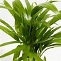 Image result for Areca Palm Indoor Plants