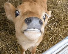 Image result for Embarrassing Animals