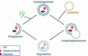 Image result for Fusee Autophages