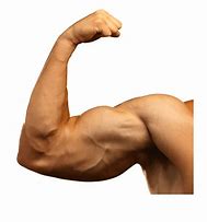 Image result for Caetoon Muscle Arm