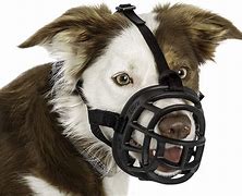 Image result for Free Picture Dog with Muzzle