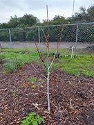 Image result for 2 Year Old Apple Tree