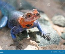 Image result for Blue and Orange Lizard