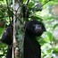 Image result for Bonobo Poaching
