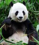 Image result for Angry Giant Panda