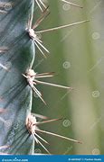 Image result for Cactus Spikes