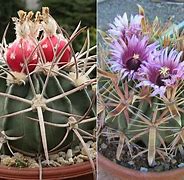 Image result for Barrel Cactus Care