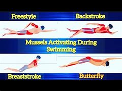 Image result for Muscles That Swimming Works