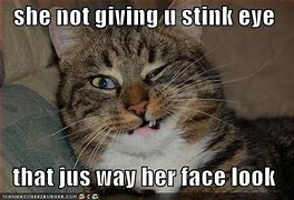 Image result for Stink Eye Cat Meme