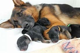 Image result for Newborn German Shepherd