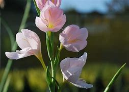 Image result for Schizostylis cocc. Mrs Hegarty