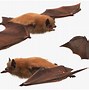 Image result for Fur of Bat