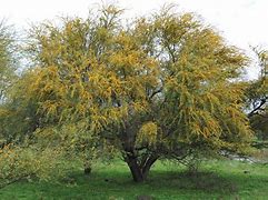 Image result for huisache