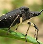 Image result for Black Stink Bug