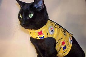 Image result for Steelers Cat Meme