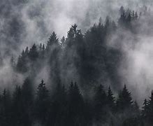 Image result for Black and White Dark Forest