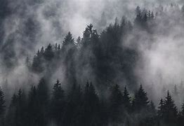 Image result for Trees Fog Wallpaper