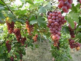 Image result for Concord Grape Wine