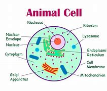 Image result for Basic Animal Cell Drawing