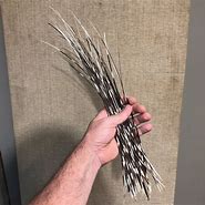 Image result for People with Porcupine Quills