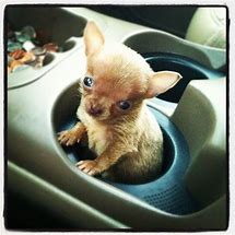 Image result for Pocket Chihuahua