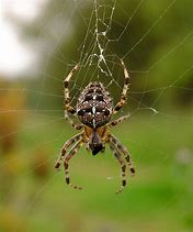 Image result for Spider Breeds