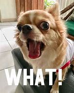 Image result for Chihuahua with Hair Meme