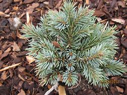 Picea engelmanii Jaspar Lake-க்கான படிம முடிவு